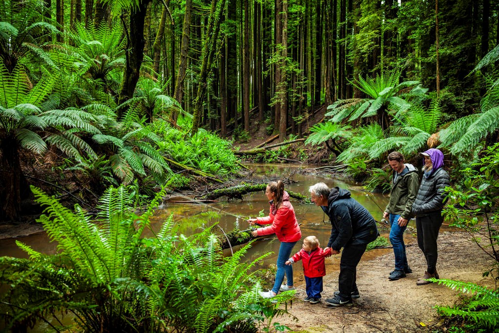 AFL P.Dangerfield in the rainforest AFL Celebrity Patrick Dangerfield