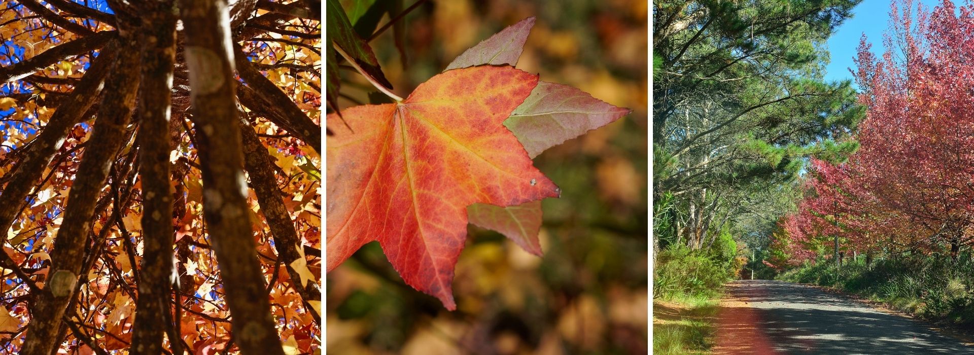 AutumnTravel