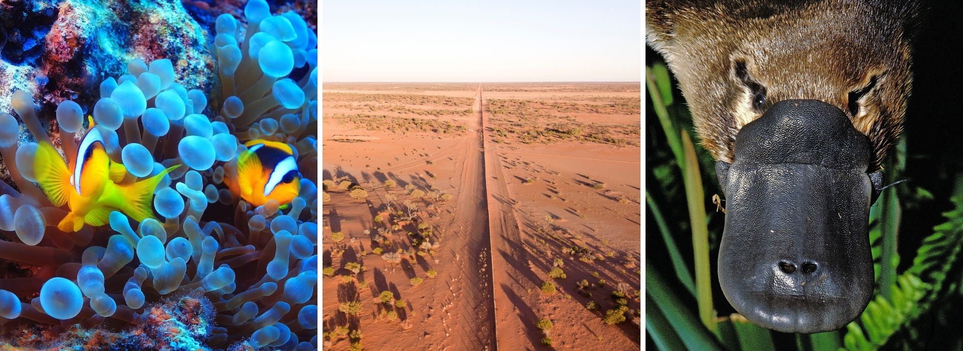 Web banner Oz interesting facts (1)